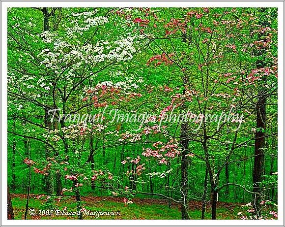 450157   Flowering dogwoods in Bernheim Aboretum, Kentucky 
